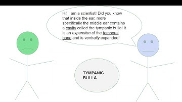 Tympanic Bulla