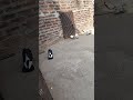 #don 😎👑#trending #trendingshorts #pigeon