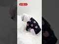 부드럽고 활동성 좋은 #강아지니트 품질 좋고 마감이 깔끔한 국내제작 브랜드 #브릭브릭 신상이에요. #슈가몽 #신상소개 #반려견