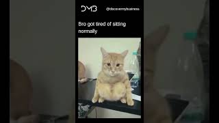 Bro Got Tired Of Sitting Normally Funny Cat Meme 2025