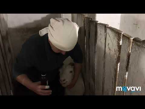 Video: Тоңдурулган порчини козу карындарынан эмне бышыруу керек