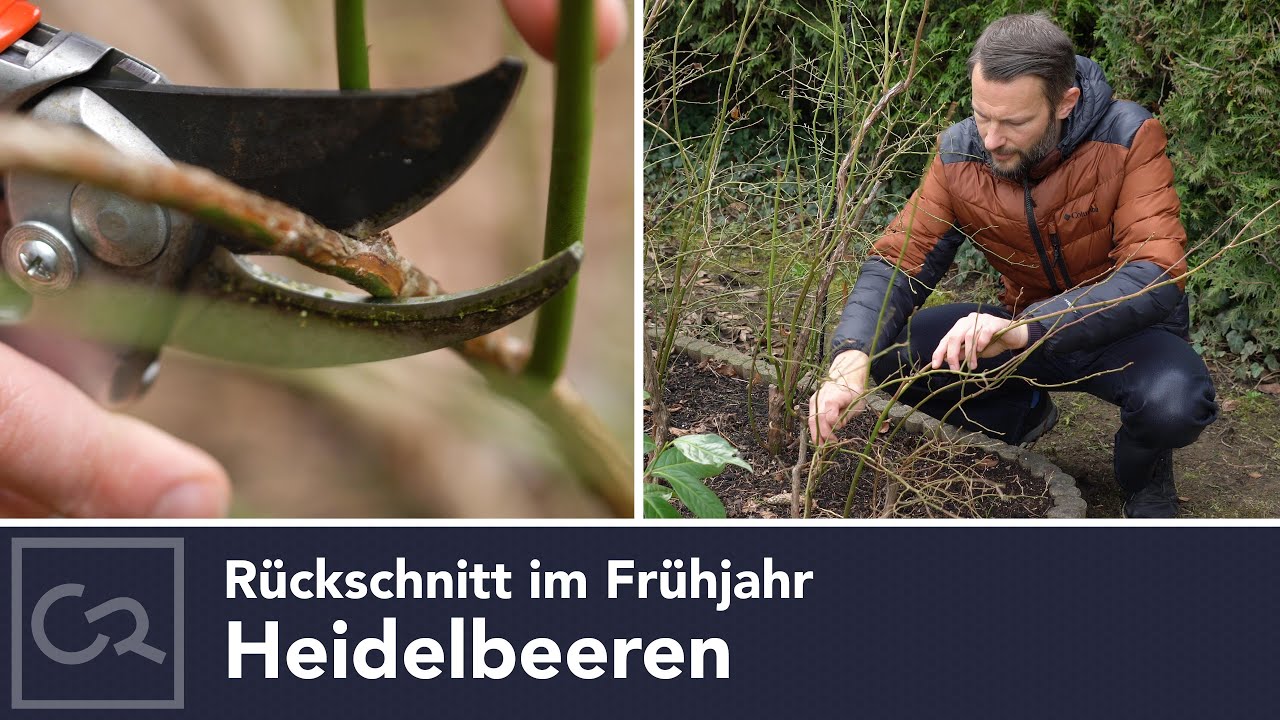 Heidelbeeren  Rckschnitt im Frhjahr  Update zu den Pflanzen