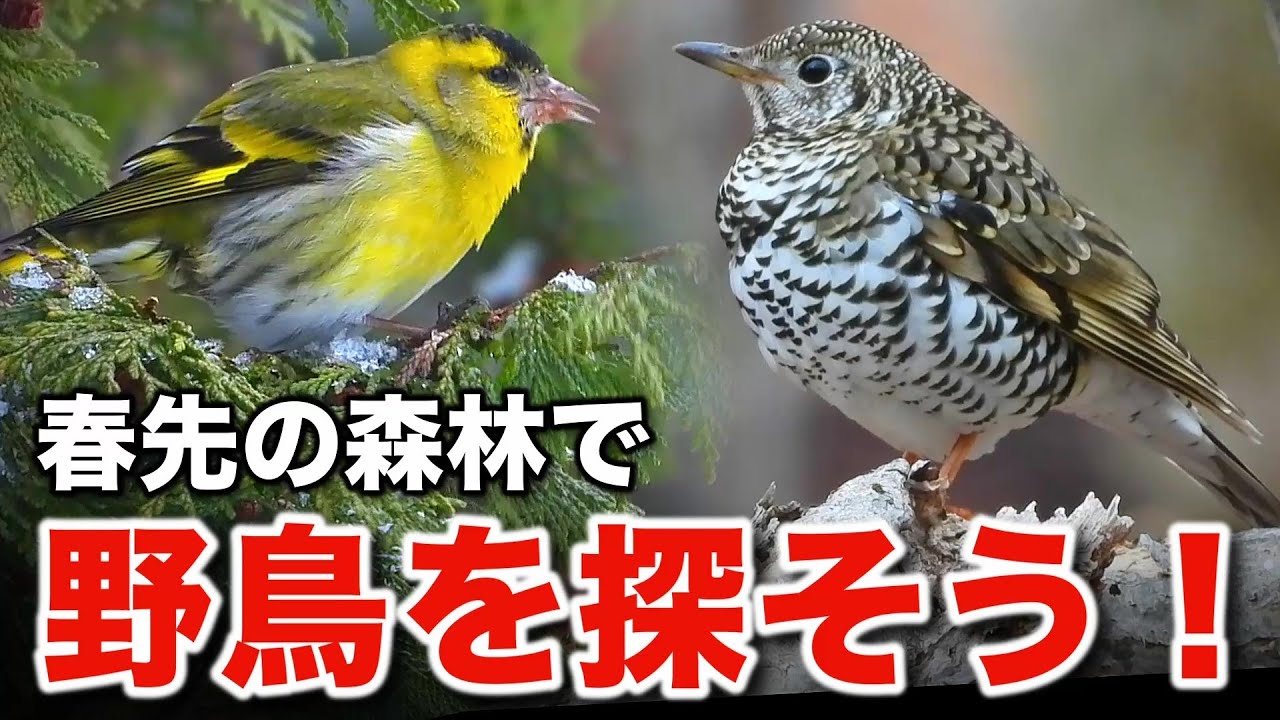 初めて見るかも？野鳥たちの世界をじっくり解説！