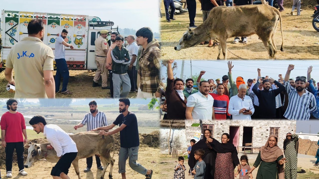 पशुतस्करों के खिलाफ खोड़ के तरोटी क्षेत्र में बड़ा प्रदर्शन, पुलिस भी मौके पर पहुंची। #smuggling