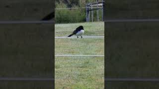 Willy wagtail chattering