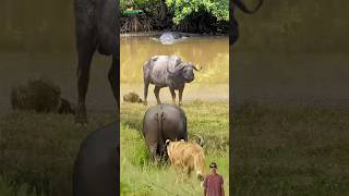 Situasi tegang di alam liar, buaya vs kerbau vs singa #animals #buaya #kerbau #singa