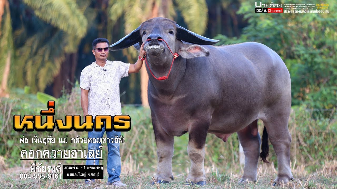 ควายยักษ์ จ้าวหนึ่งนคร หนุ่มน้อยตัวนี้หล่อ ใหญ่ ยักษ์ ลูกชายเงินอุทัย คอกควายฮาเลย์ 084-555-9161