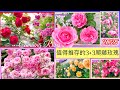 【爬藤選擇】如何選爬藤玫瑰?今年我推選這3品種!優美耐開又多花!另加3款可參考的#Erin玫瑰花園#バラ#rose