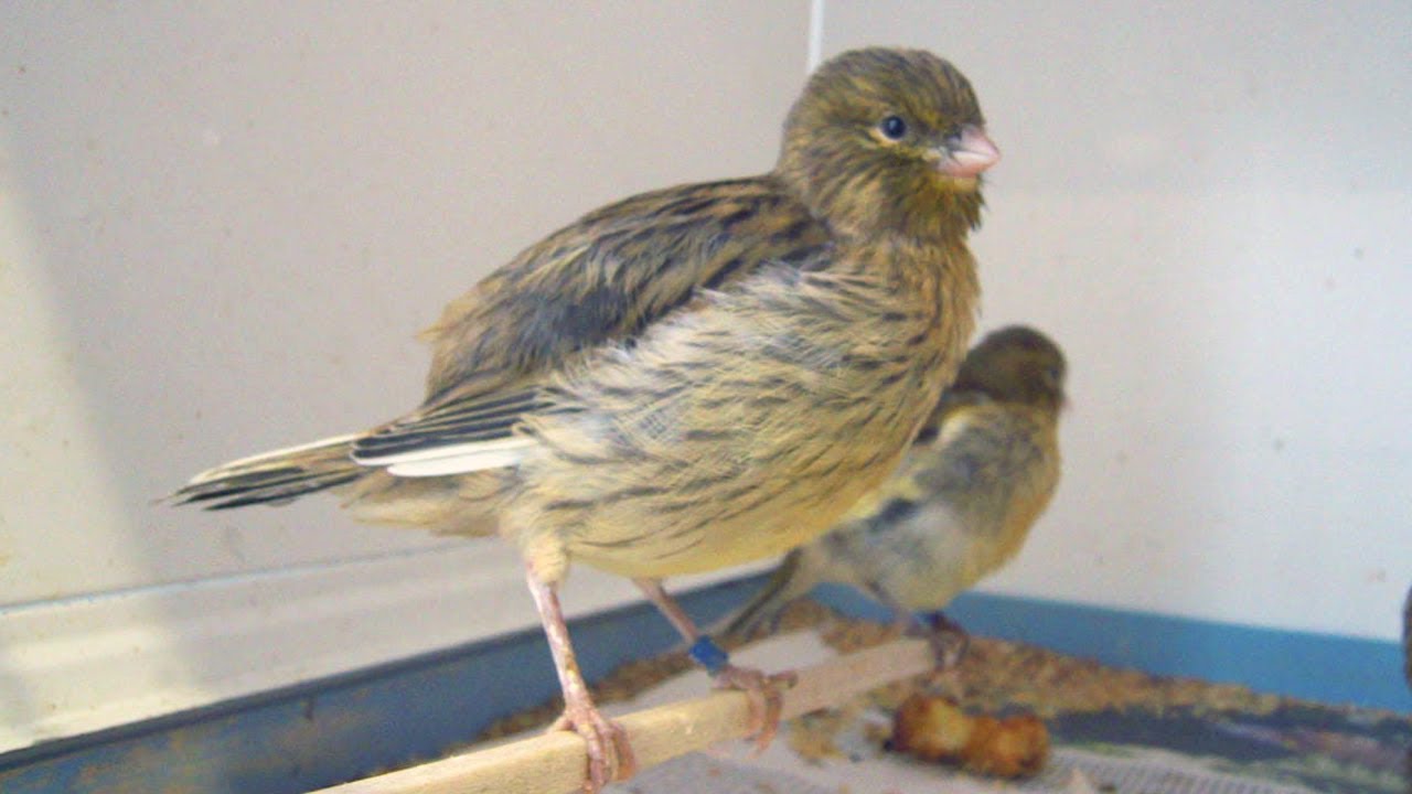 the breeding season must go on border and fife canaries YouTube