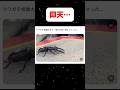 クワガタ相撲大会　びっくり事件　#shortvideo #クワガタ #ムシバト杯
