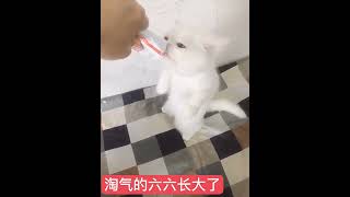 OMG So Cute Cats ♥ Best Funny Cat ❤️🐈Videos 2021 #622