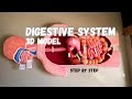 Biology project  human digestive system 3d model science medical