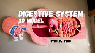 Biology project _ Human Digestive system 3d model #science #medical