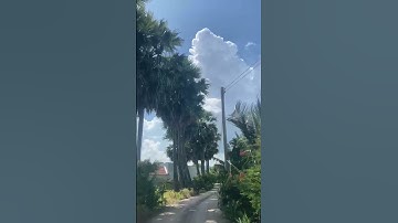 Cây thốt nốt hình trái tim (Tập Tri Tôn thơ mộng, nghĩa tình)