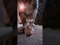 The Brave Mouse vs the Monster Cat! 🐭⚔️