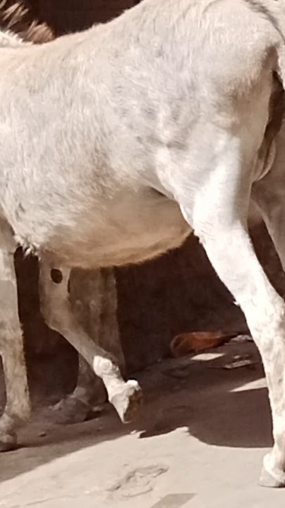 Female Donkey #donkey #donkeys