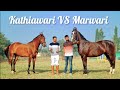 Difference Between Marwari & Kathiawari Horse by PP Savani Horse Riding School