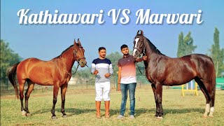 Difference Between Marwari & Kathiawari Horse by PP Savani Horse Riding School