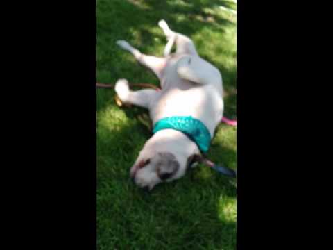 Video: Hund Sinus Krebs