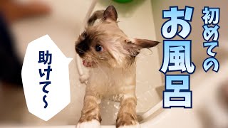 【大暴れ】初めて子猫をお風呂に入れたら、大変だったけど可愛かった。笑