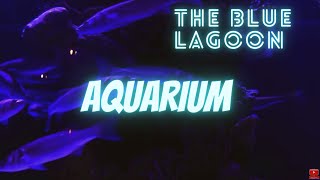 Aquarium LIVE Background | the blue Lagoon | video for relax end focus whit uderwater white noise