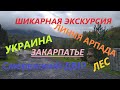 Закарпатье Отдых Осенью Октябрь Солнечное Закарпатье  Линия Арпада Смерековий ДВIР Ловим Фарель Лес