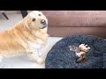 Golden Retriever Reacts to Tiny Kittens in his Bed