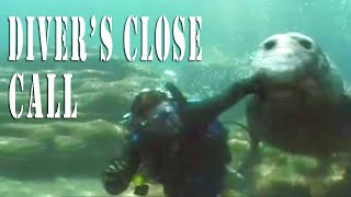 TWO-TON ELEPHANT SEAL ATTACKS HELPLESS DIVER!