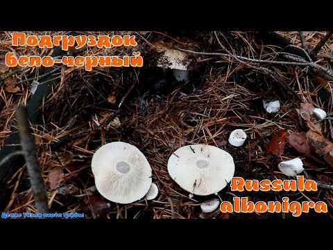 Подгруздок бело-чёрный | Russula albonigra