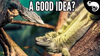 Cohabitation - Can I Keep My Reptiles Together?
