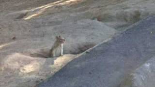 chirping ground squirrel