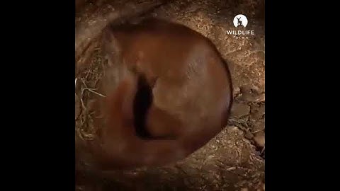 Inside A Squirrel’s Nest 🐿🐿