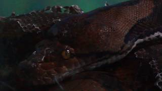Free Stock Footage Snake 2  -  100% FREE to USE