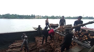 Lên Củi Đước Tại Cơ Sở Sản Xuất Than Củi Thanh Tú - Thanh Tú Channel