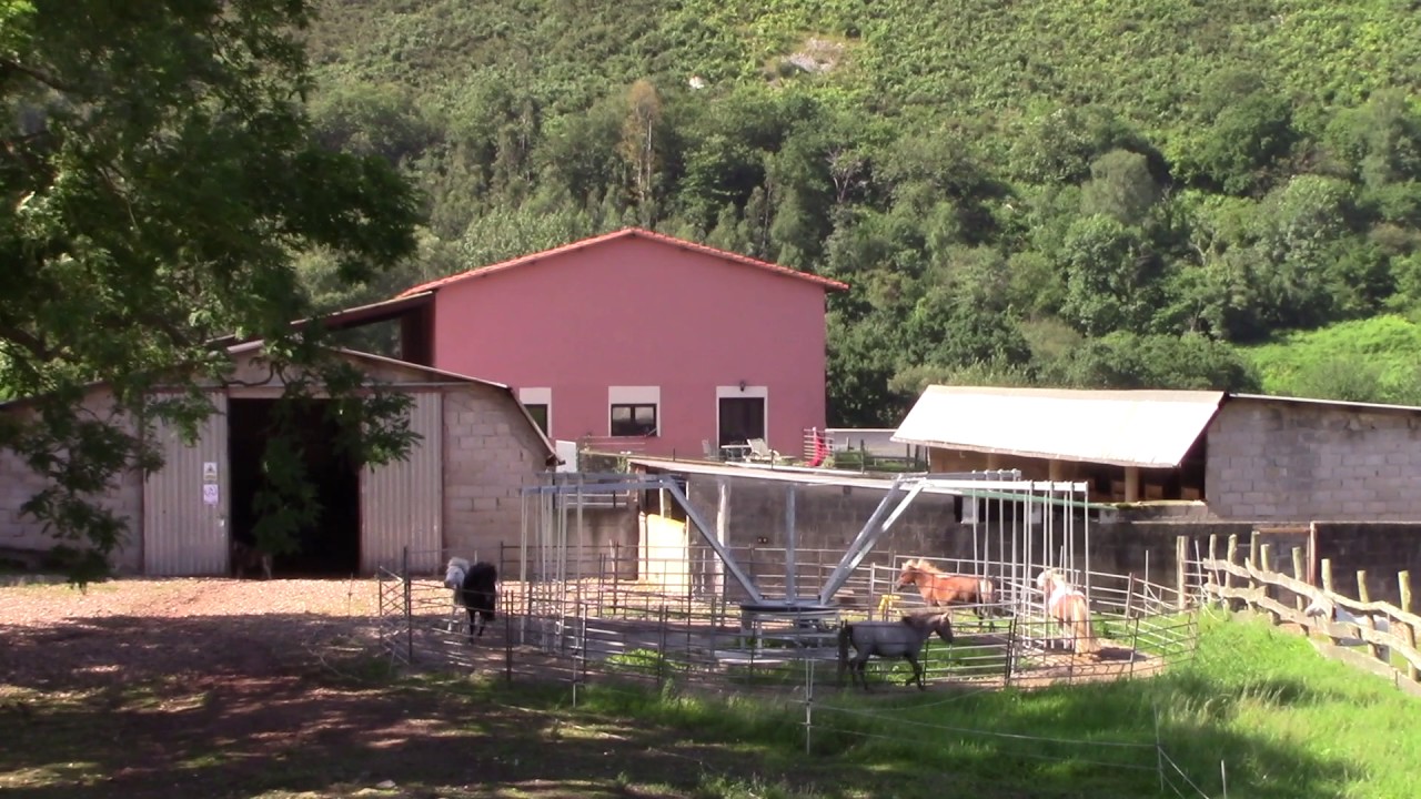 miniature horses exercising in hot walker YouTube