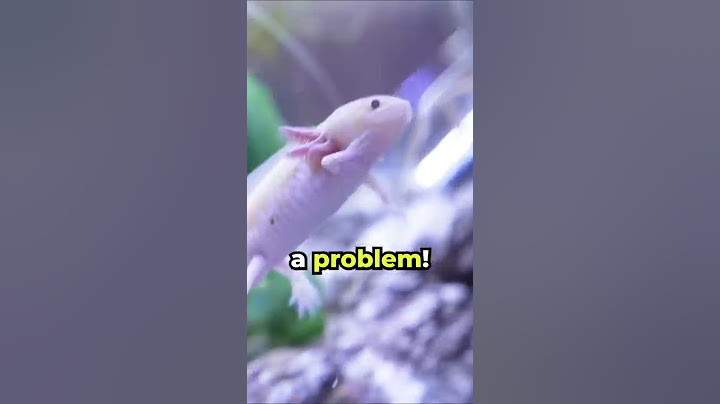I Gave My Axolotl A Hammock 💤
