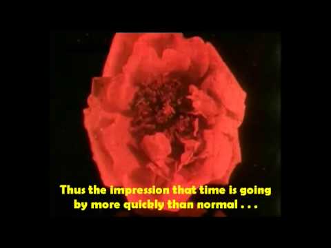 Ranker Video