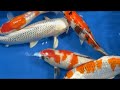 錦鯉ライブオークション第1回｜生産証明書付き上物を限定販売🔥