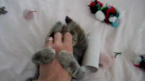 Video 4420561: bobtail kittens playing, rescue kitten plays, cat