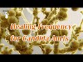 Healing frequency for candida auris  spooky2 rife frequencies