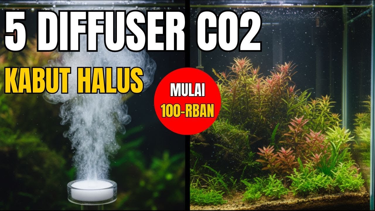 5 Rekomendasi Diffuser CO2 Aquascape Terbaik 2025! (Larutkan CO2)!