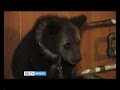 Медвежонка нашли на свалке в Нижне-Илимском районе, "Вести-Иркутск"