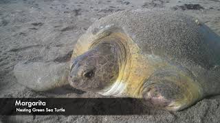 Mother's Day: Nesting Sea Turtle Moms