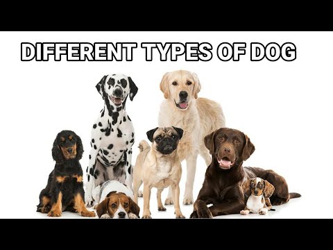 ಸಾಕು ನಾಯಿ/Different types of dog/All dog name with pictures/Types of dog/ಎಲ್ಲಾ ತರಹದ ಸಾಕು ನಾಯಿ