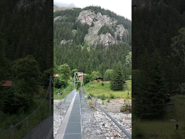 Hängeseilbrücke Gasterntal | Suspension bridge in the Gastern Valley, Swiss Alps - Switzerland 🇨🇭