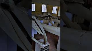 Whale Balaenoptera Skull