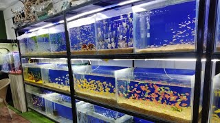 Wholesale Aquarium Shop Tour | Shipment Update | Aquatic House | Pakistan Biggest Shop