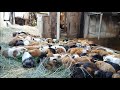 Guinea Pig Herd