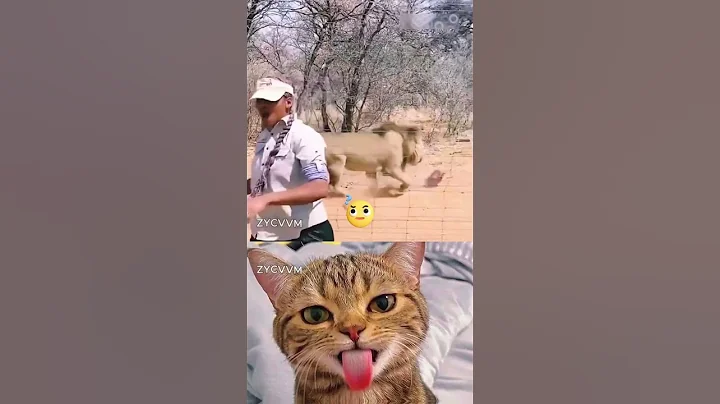 Wait for twist 😂 #cat #meme #dance