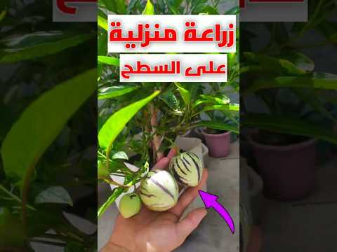 شاهد الزراعة المنزلية زراعة الفواكه والخضروات على السطح